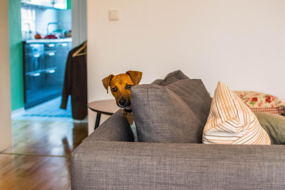 Cómo decorar una casa con mascotas.