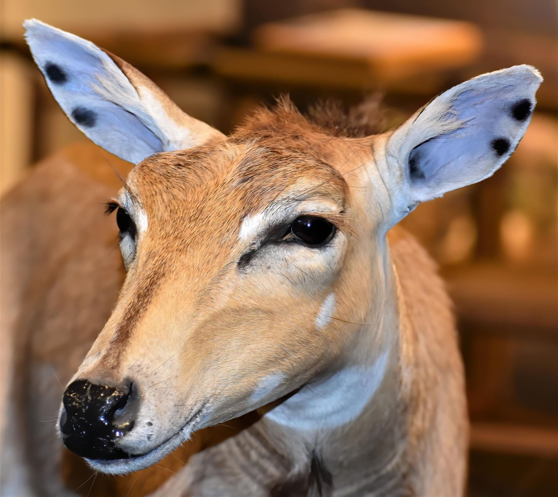 Productos empleados en la taxidermia