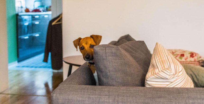 Casa con perro
